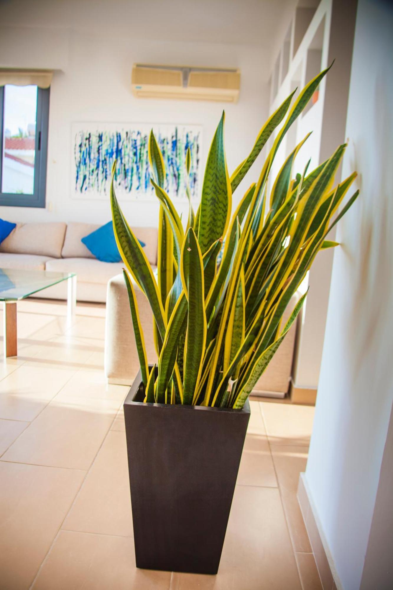 Ferienwohnung Julipapas Gardens Paphos Zimmer foto